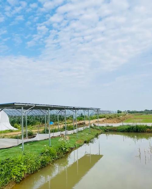 南美白对虾土池养殖技术关键要点有哪些？-图2