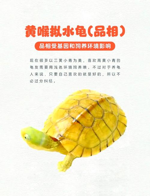 金钱龟不同品种可杂交吗？-图2