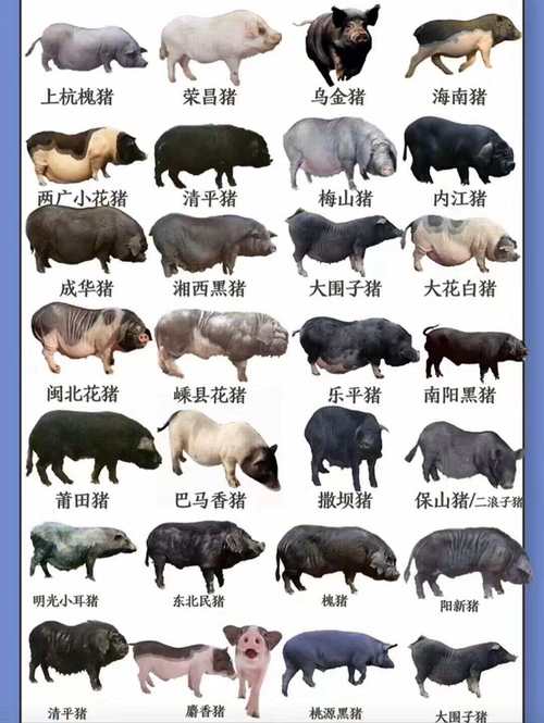 我国培育的猪品种主要有哪些？-图1
