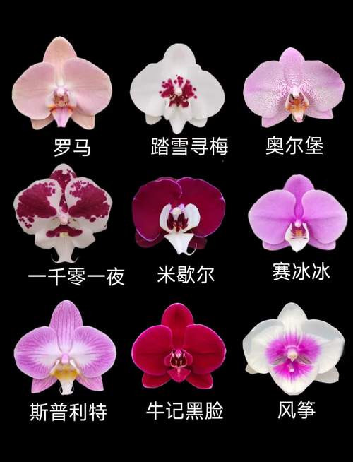 蝴蝶兰哪个品种分支性好?-图2 蝴蝶兰哪个品种分支性好?-图2