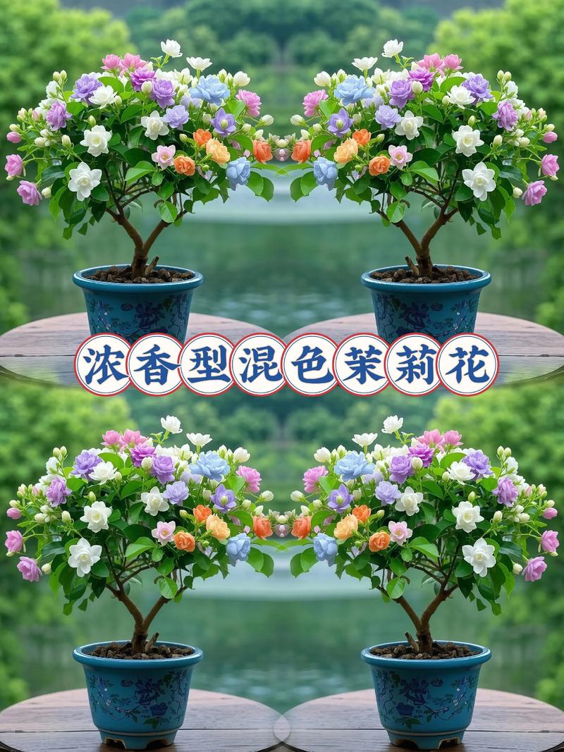 茉莉花什么品种最好最香？-图3