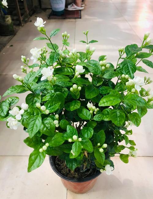 茉莉花什么品种最好最香？-图2