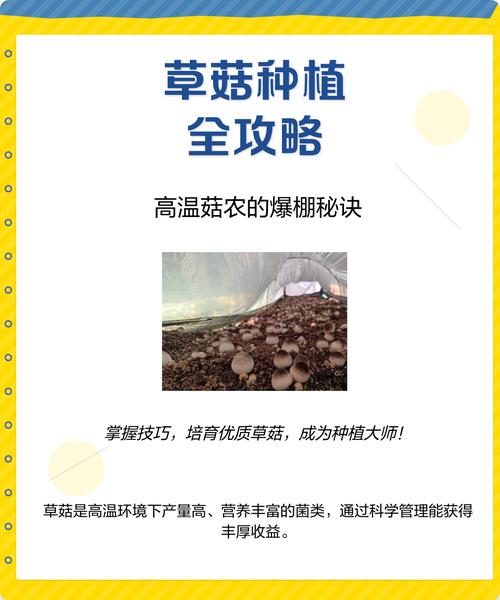 蘑菇种植配料方法有哪些关键要点？-图3