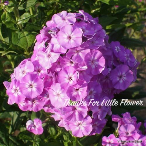 东北宿根福禄考啥品种好？-图3