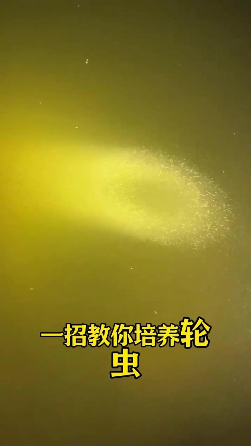 苍蝇蛆养殖技术关键步骤有哪些？-图3