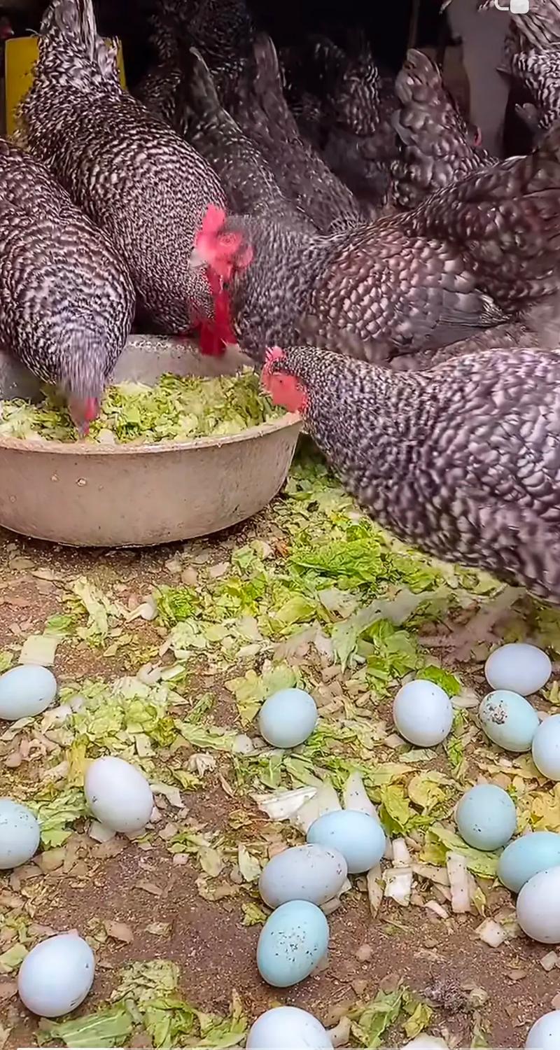 福建哪里能学靠谱的养殖技术？-图2