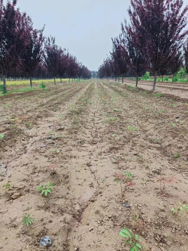 赤芍种植技术视频怎么种?-图1 赤芍种植技术视频怎么种?-图1