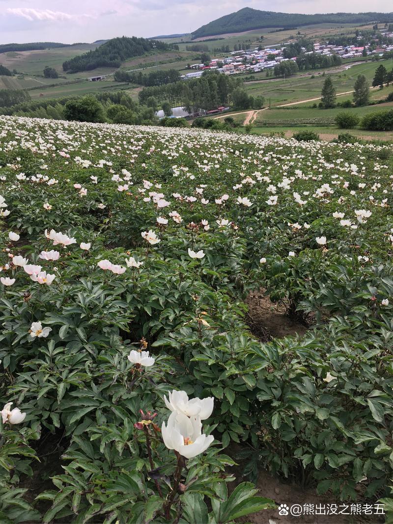 赤芍种植技术视频怎么种？-图2