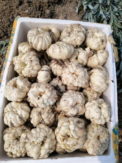 湖南的百合品种有哪些?-图3 湖南的百合品种有哪些?-图3