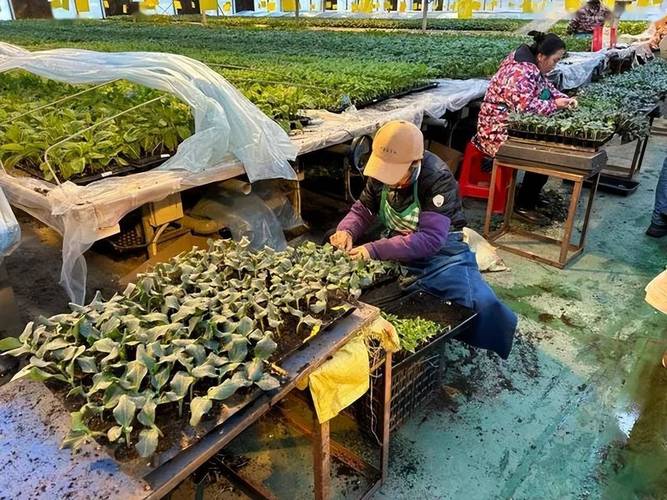 大棚草莓种植后如何精细管理?-图1 大棚草莓种植后如何精细管理?-图1