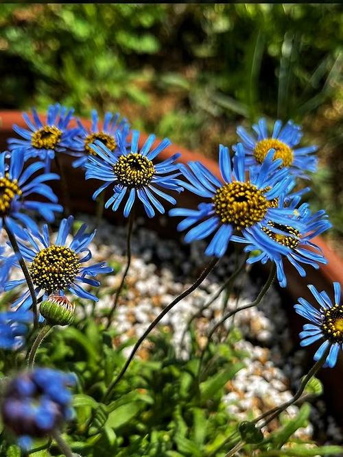 咖啡色雏菊是什么品种?-图1 咖啡色雏菊是什么品种?-图1