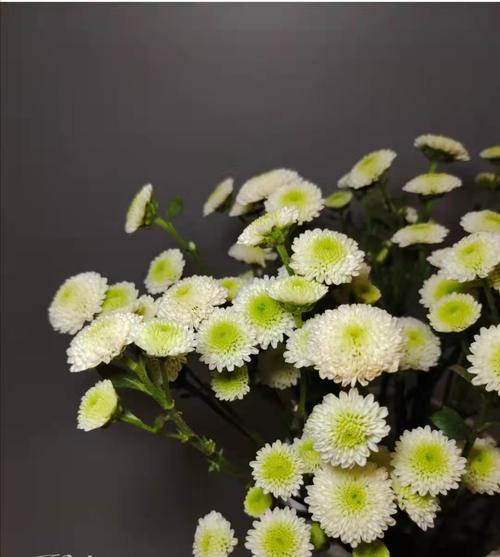 咖啡色雏菊是什么品种？-图2