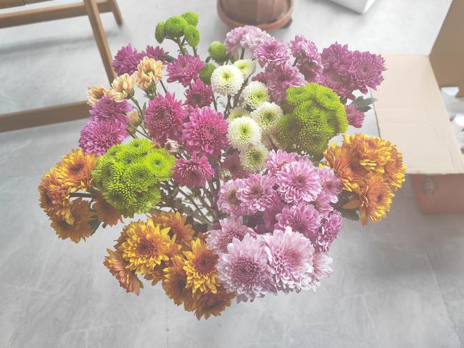 咖啡色雏菊是什么品种?-图3 咖啡色雏菊是什么品种?-图3