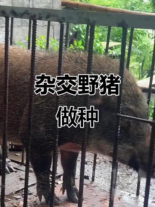 黑龙江野猪杂交品种批发，品质与价格如何？-图2