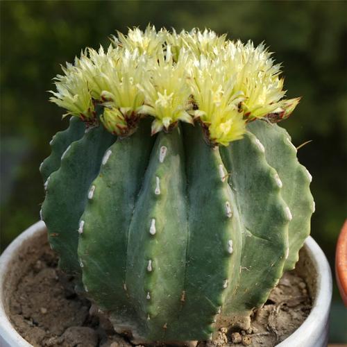 可开花仙人掌有哪些常见品种?-图2 可开花仙人掌有哪些常见品种?-图2