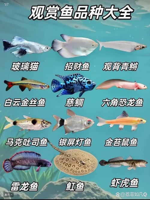 哪些鱼适合高密度养殖?-图1 哪些鱼适合高密度养殖?-图1