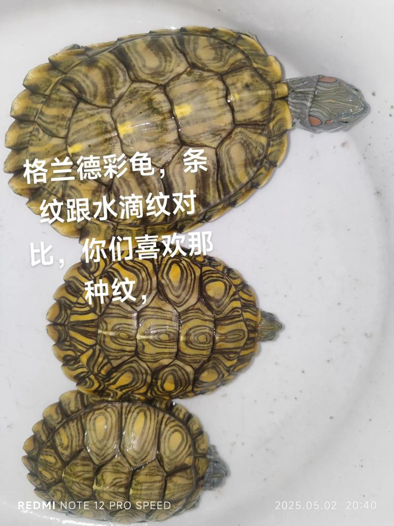 沙琅火焰龟2025价格会涨还是跌？-图2