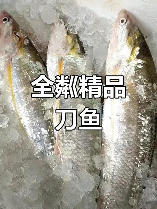 2025年长江刀鱼价格会涨还是跌?-图1 2025年长江刀鱼价格会涨还是跌?-图1