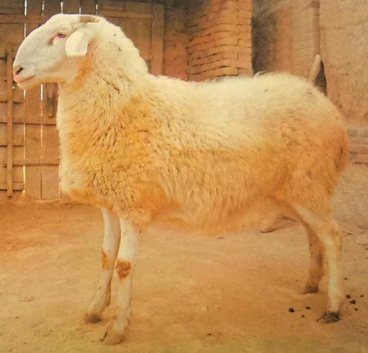 17年养羊,哪个品种最合适?-图1 17年养羊,哪个品种最合适?-图1