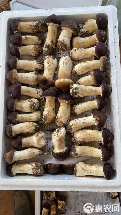 人工种植蘑菇品种到底有多少?-图1 人工种植蘑菇品种到底有多少?-图1