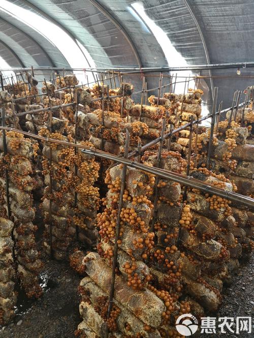 人工种植蘑菇品种到底有多少?-图3 人工种植蘑菇品种到底有多少?-图3