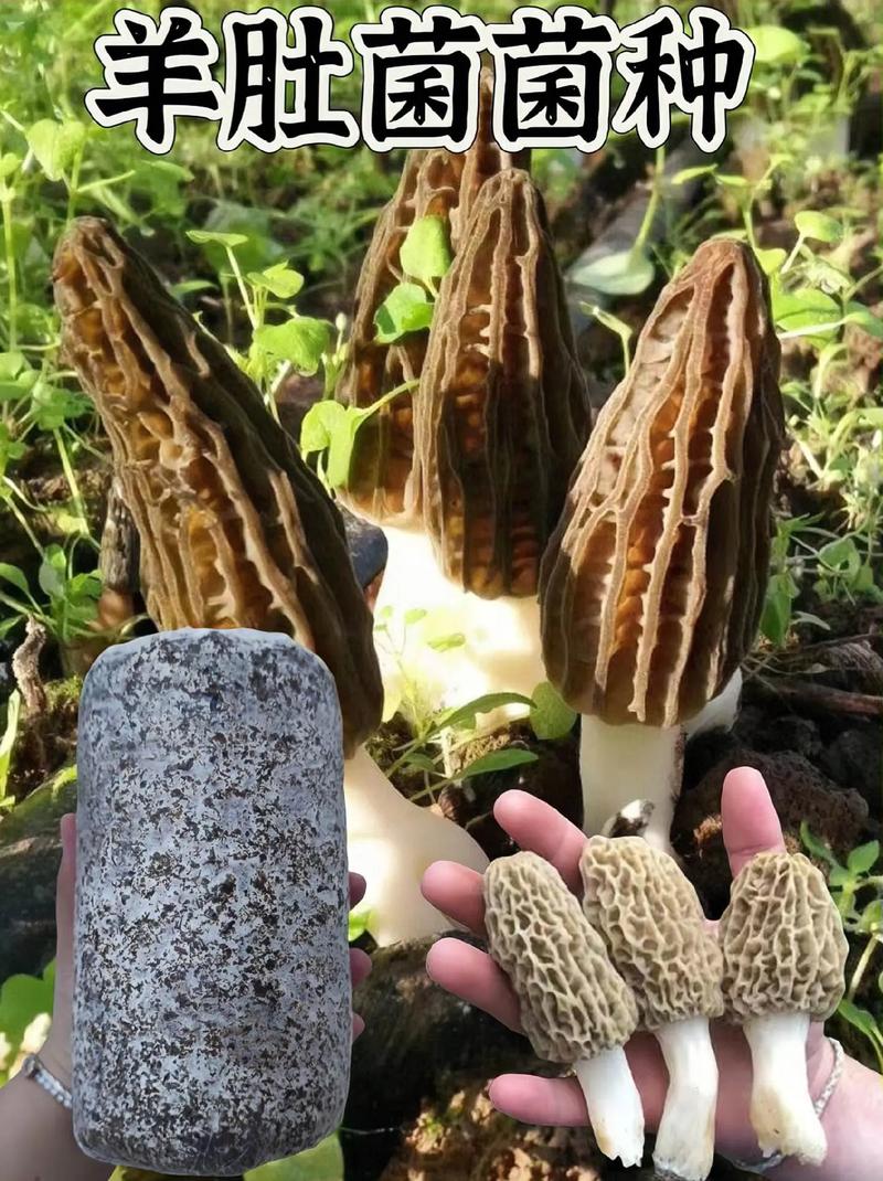 人工种植蘑菇品种到底有多少?-图2 人工种植蘑菇品种到底有多少?-图2