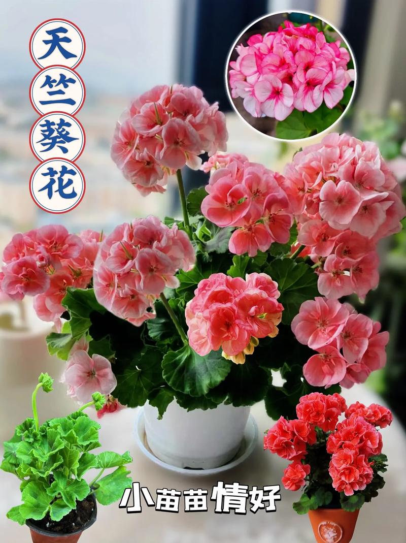 天竺葵最美品种是哪个?-图1 天竺葵最美品种是哪个?-图1