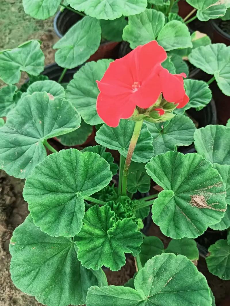 天竺葵最美品种是哪个?-图3 天竺葵最美品种是哪个?-图3