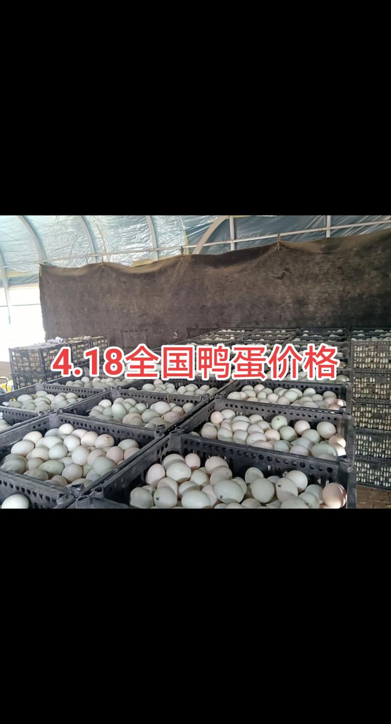 今天鸭蛋价格是涨是跌？最新行情如何？-图2