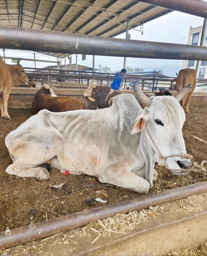 品种牛价格缘何如此之高?-图2 品种牛价格缘何如此之高?-图2