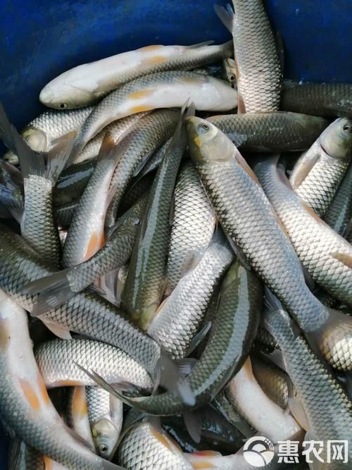 中科三号是鱼的新品种吗?-图2 中科三号是鱼的新品种吗?-图2