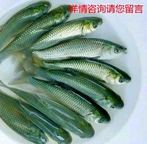 中科三号是鱼的新品种吗?-图3 中科三号是鱼的新品种吗?-图3