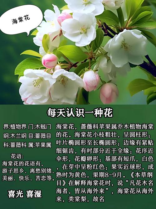 海棠花品种图片及名称有哪些?-图2 海棠花品种图片及名称有哪些?-图2