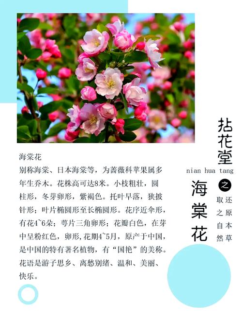 海棠花品种图片及名称有哪些?-图3 海棠花品种图片及名称有哪些?-图3