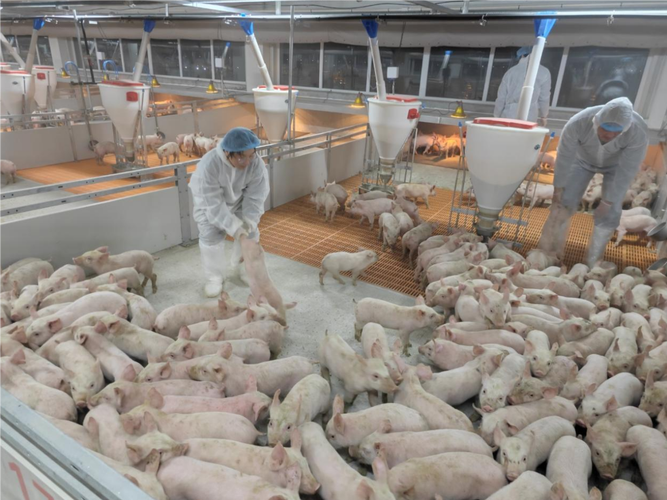 规模养猪关键技术环节有哪些？-图2