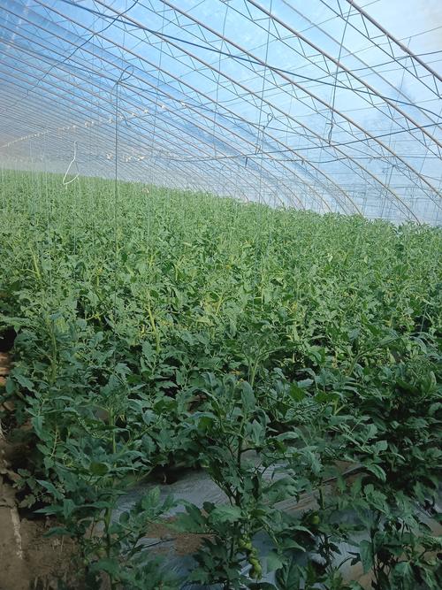 西红柿管理技术有哪些关键要点？-图2