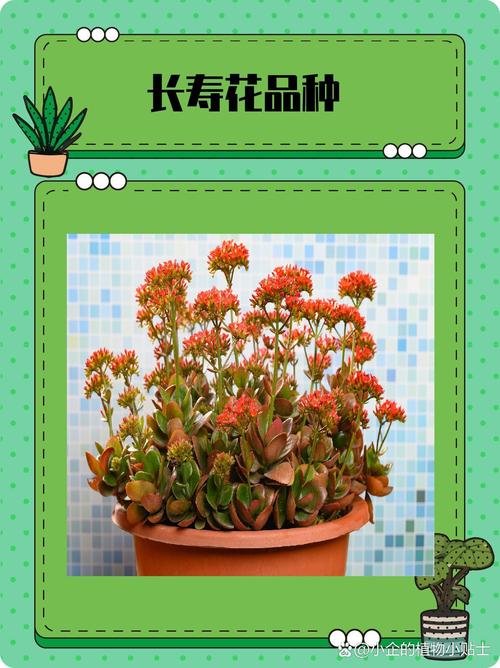 哪些长寿花品种颜值高?-图2 哪些长寿花品种颜值高?-图2