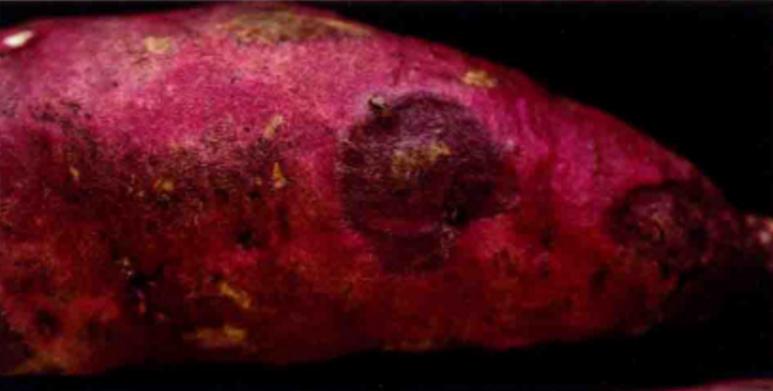 哪些甘薯品种抗黑斑病？-图1