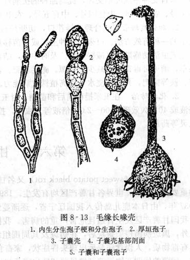 哪些甘薯品种抗黑斑病？-图2