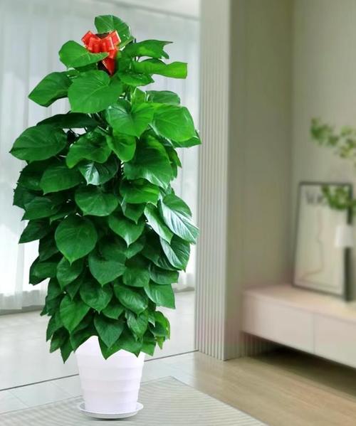 大叶绿萝品种有哪些？-图2