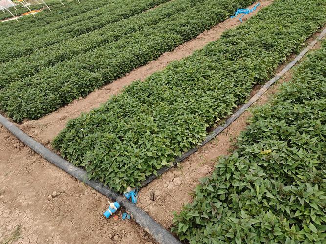 红薯种植视频有哪些关键技术要点?-图3 红薯种植视频有哪些关键技术要点?-图3
