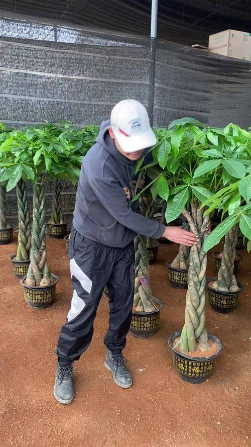 发财树嫁接选什么品种做砧木?-图3 发财树嫁接选什么品种做砧木?-图3