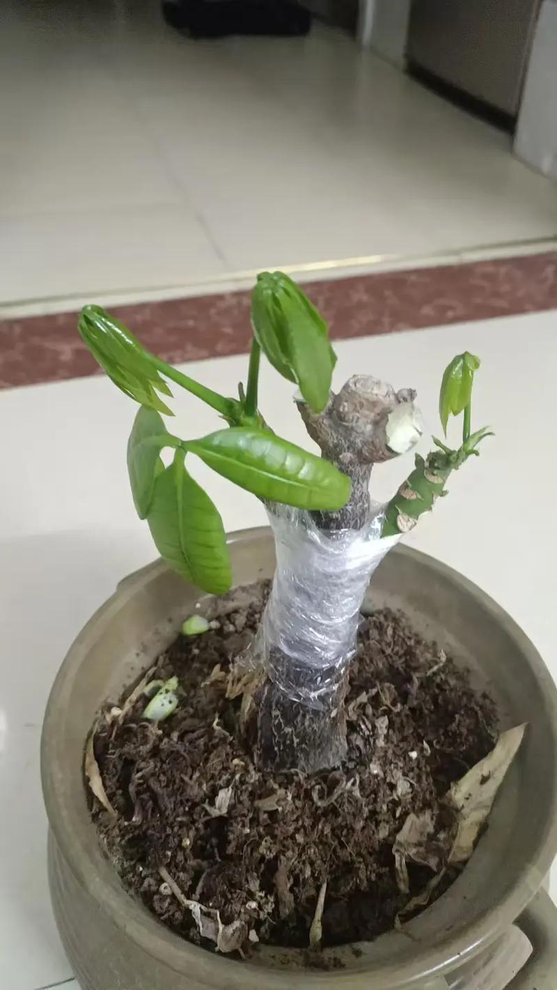 发财树嫁接选什么品种做砧木?-图1 发财树嫁接选什么品种做砧木?-图1