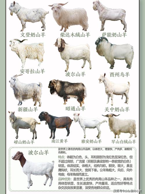 肉羊养殖品种怎么选?哪种效益更高?-图3 肉羊养殖品种怎么选?哪种效益更高?-图3
