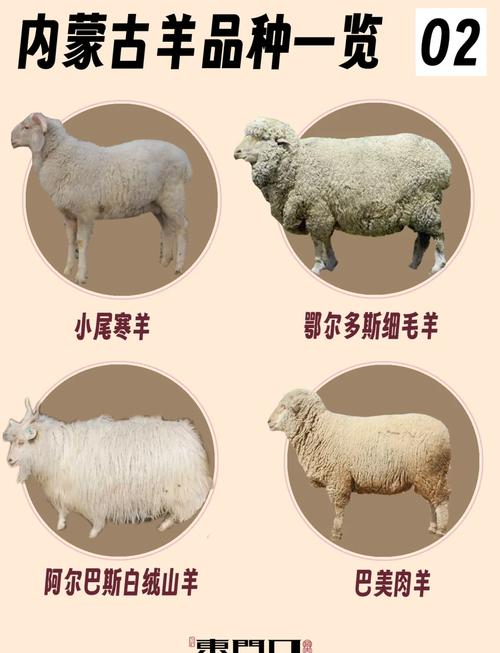 肉羊养殖品种怎么选?哪种效益更高?-图2 肉羊养殖品种怎么选?哪种效益更高?-图2