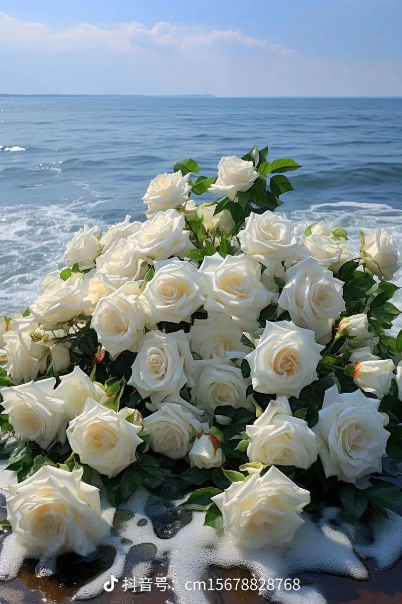 哪些白玫瑰品种既好看又好养?-图3 哪些白玫瑰品种既好看又好养?-图3