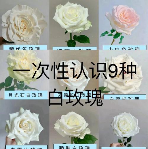 哪些白玫瑰品种既好看又好养?-图1 哪些白玫瑰品种既好看又好养?-图1