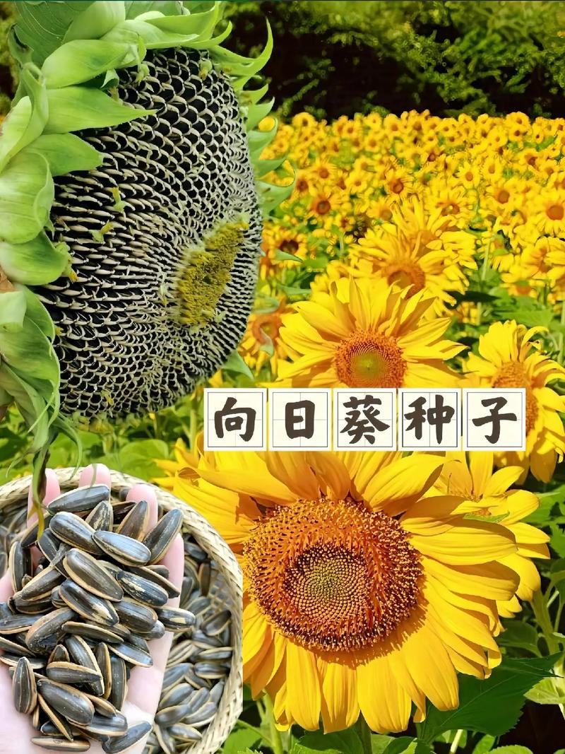 哪种向日葵品种最好吃?-图1 哪种向日葵品种最好吃?-图1