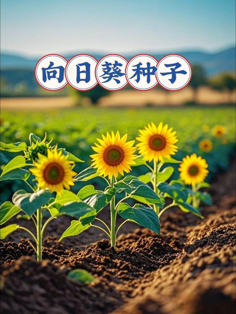 哪种向日葵品种最好吃?-图3 哪种向日葵品种最好吃?-图3