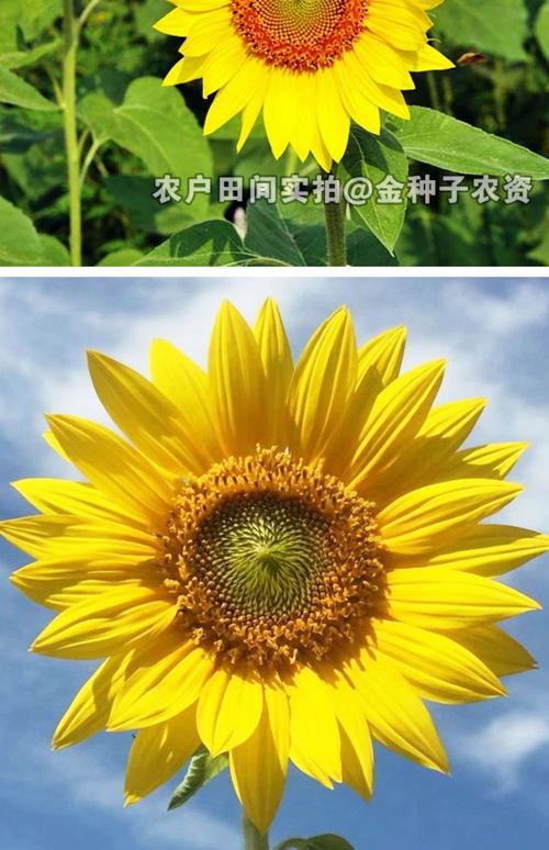 哪种向日葵品种最好吃?-图2 哪种向日葵品种最好吃?-图2